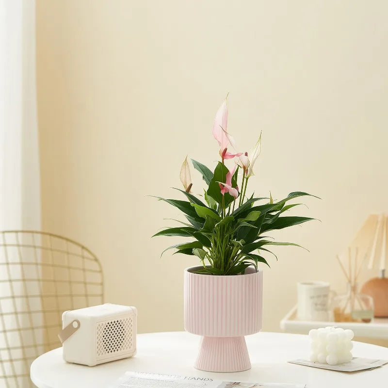 Nordic Creative Striped Ceramic Flower Pots, Modern Minimalist Morandi Vases, Green Plants, Home Decoration, Modern Decoration