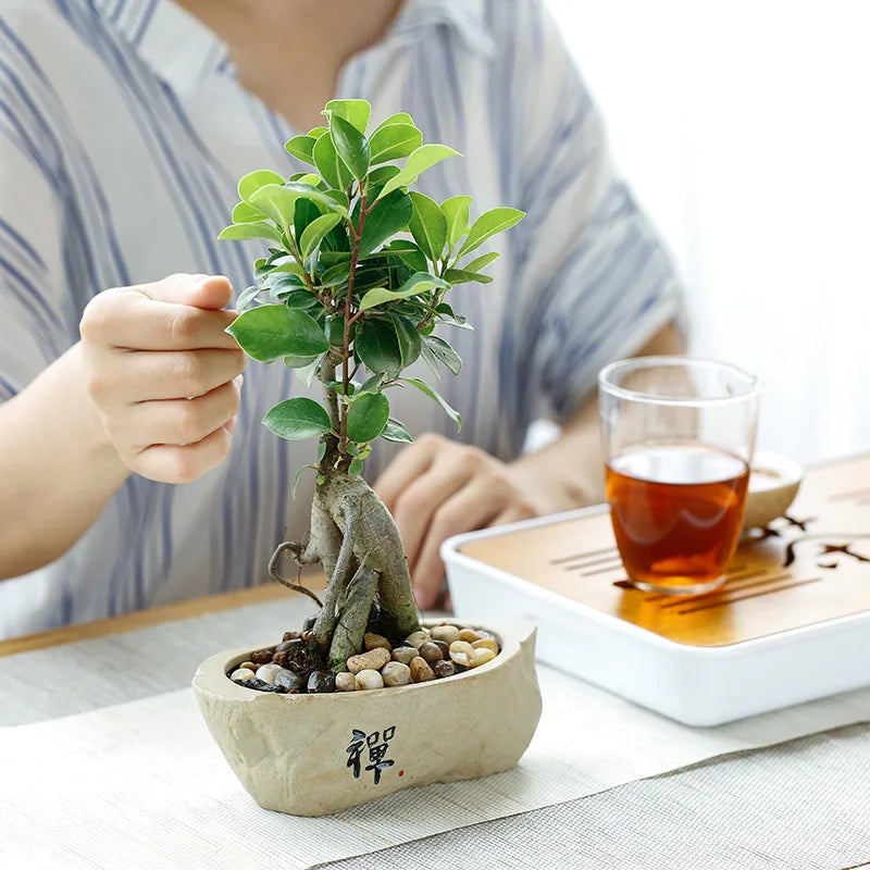 Home Garden Round Glazed Ceramic Beige-Green Color Black Chinese Writing Design Non-Porous Perforated Desktop Flower Pots