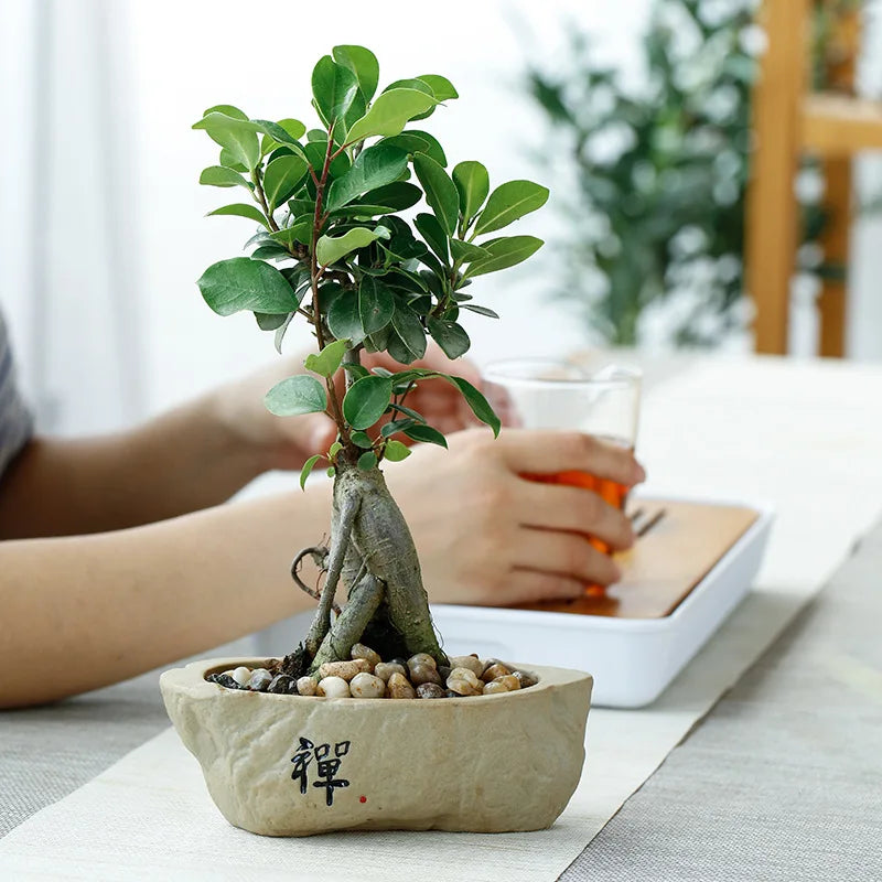 Home Garden Round Glazed Ceramic Beige-Green Color Black Chinese Writing Design Non-Porous Perforated Desktop Flower Pots