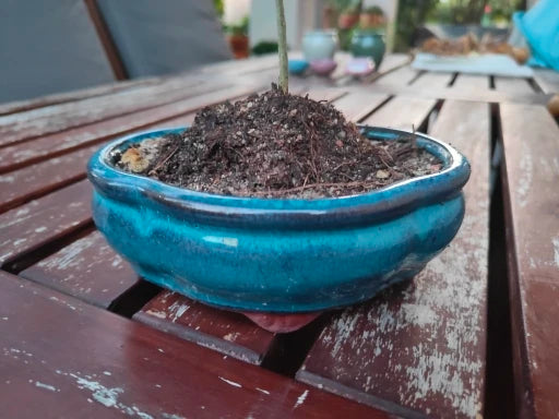 No-EN-Name-Null Home Lightweight Green Glazed Round Shaped Ceramic Chinese Desktop Bonsai Flower Pots/Sizes: 15 x 5.2 x 11.3 cm/Colors-Multicolor/Blue/Purple/Green/Brown/1 Large Drip Hole-4 Small Drip Holes