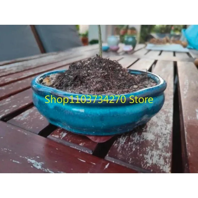 No-EN-Name-Null Home Garden Lightweight Glazed Ceramic Blue-Green Round Shaped Chinese Bonsai Desktop Flower Pots/Colors-Blue/Green/Purple/Brown